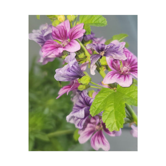 Purple & Pink Mallow Flowers Textured Watercolor Matte Posters, Multiple Sizes
