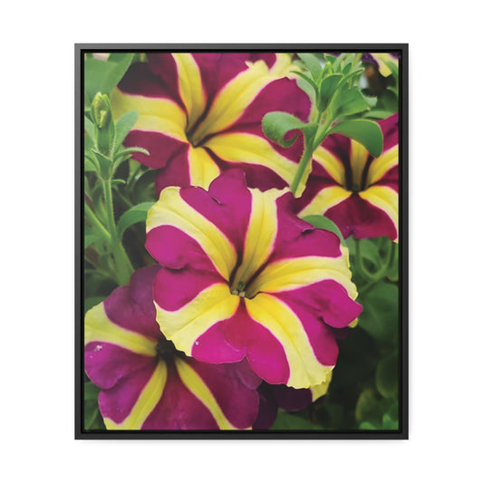 Yellow & Purple Petunias Gallery Canvas Wraps. Multiple sizes & frame finishes